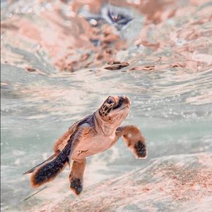 Meet your Posher, Kenzie